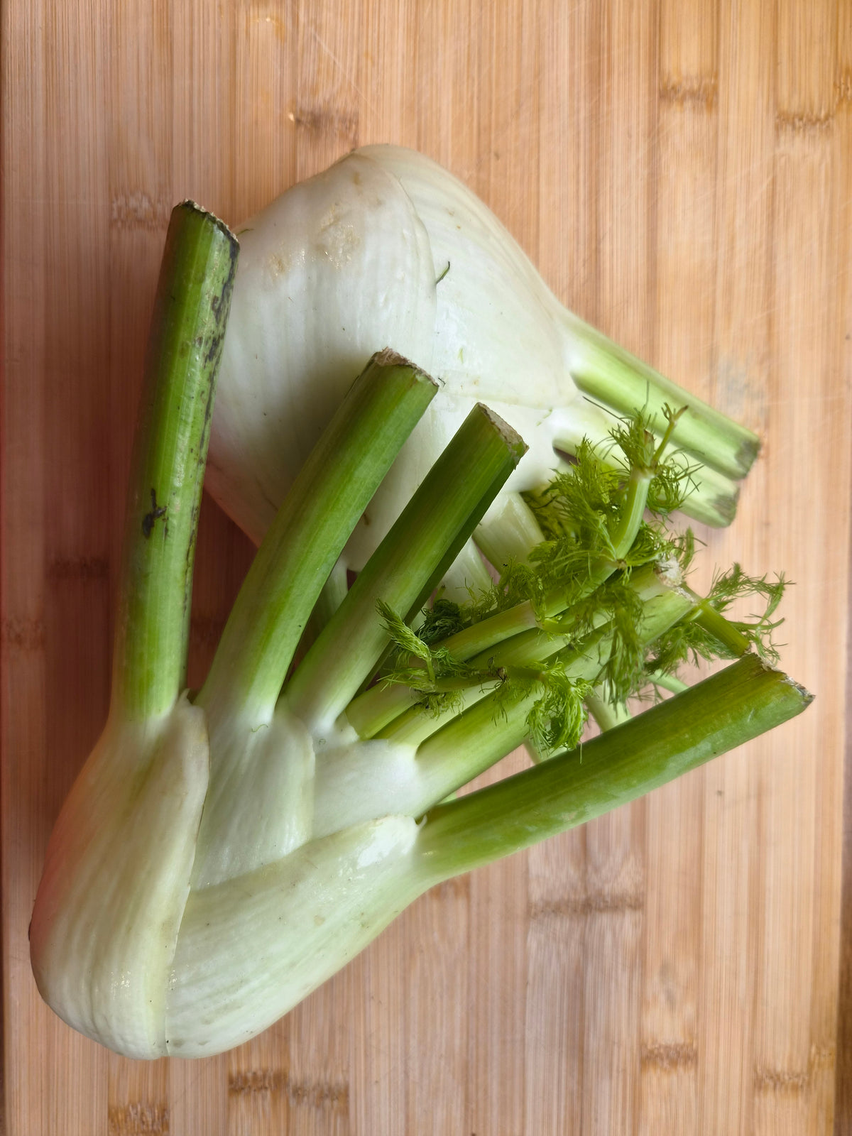 Fennel