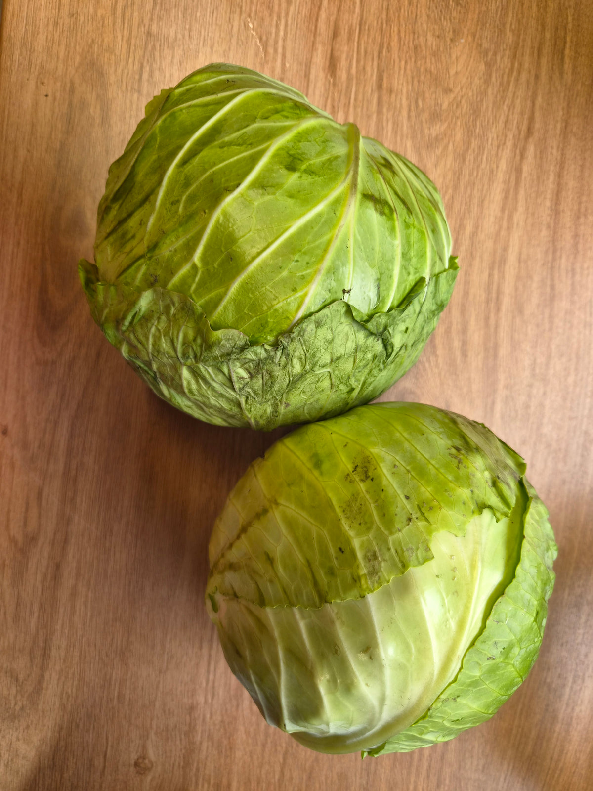 White Cabbage